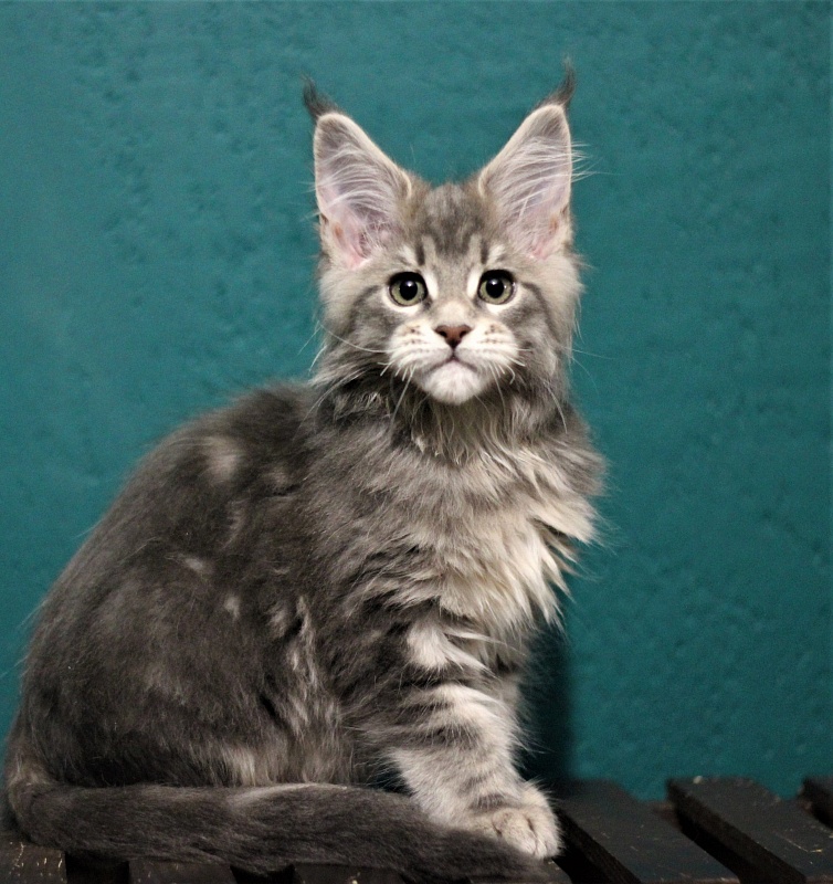 Monterini Tinni - Кошеня мейн-кун 2 місяця 2,5 тижні