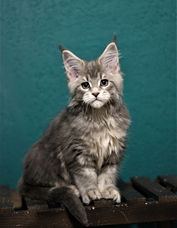 Monterini Tinni - Кошеня мейн-кун 2 місяця 2,5 тижні