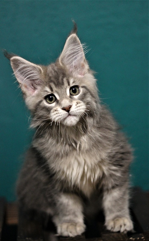 Monterini Tinni - Кошеня мейн-кун 2 місяця 2,5 тижні