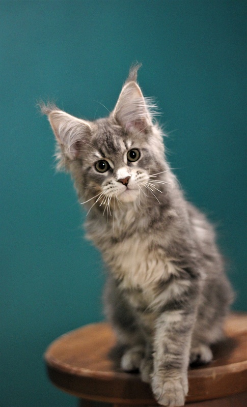 Monterini Tinni - Кошеня мейн-кун 3 місяця 1,5 тиждень