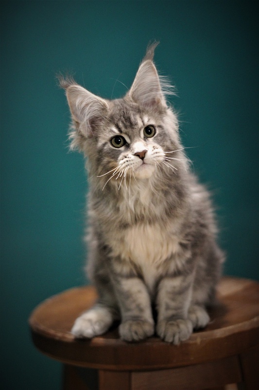 Monterini Tinni - Кошеня мейн-кун 3 місяця 1,5 тиждень