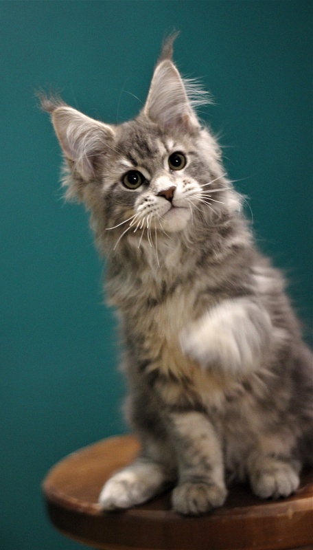 Monterini Tinni - Кошеня мейн-кун 3 місяця 1,5 тиждень