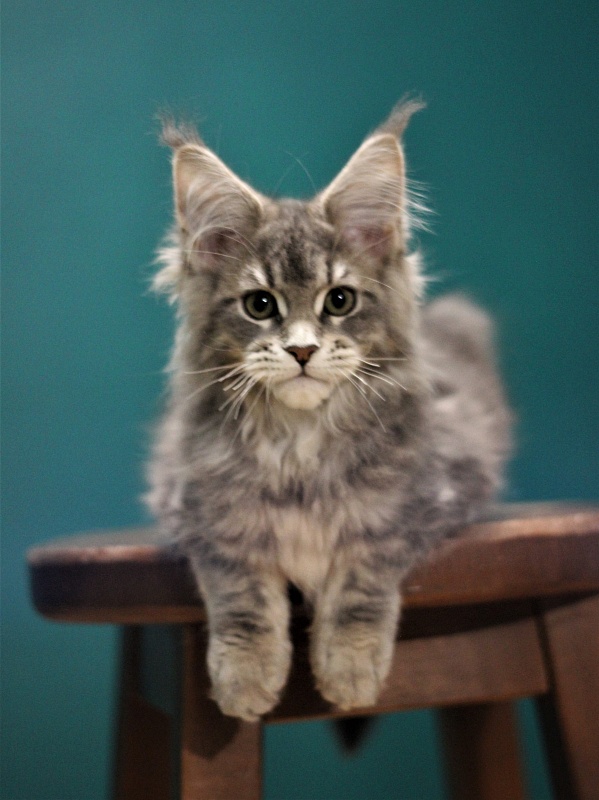 Monterini Tinni - Кошеня мейн-кун 3 місяця 1,5 тиждень