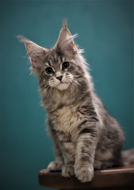 Monterini Tinni - Кошеня мейн-кун 3 місяця 3 тижні