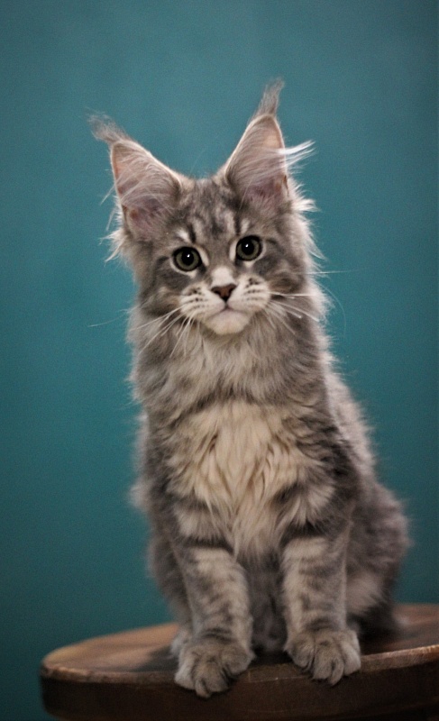 Monterini Tinni - Кошеня мейн-кун 3 місяця 3 тижні