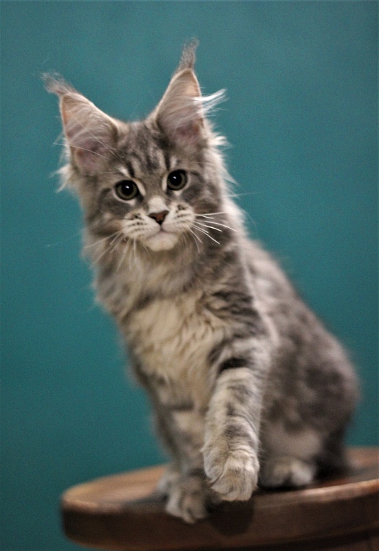 Monterini Tinni - Кошеня мейн-кун 3 місяця 3 тижні