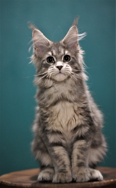 Monterini Tinni - Кошеня мейн-кун 3 місяця 3 тижні