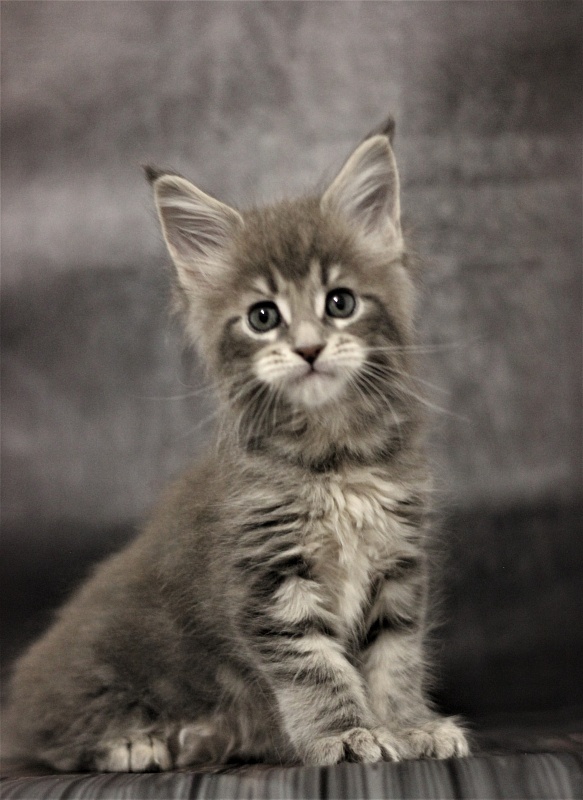 Monterini Tinni - Кошеня мейн-кун 1 місяць 2,5 тижні