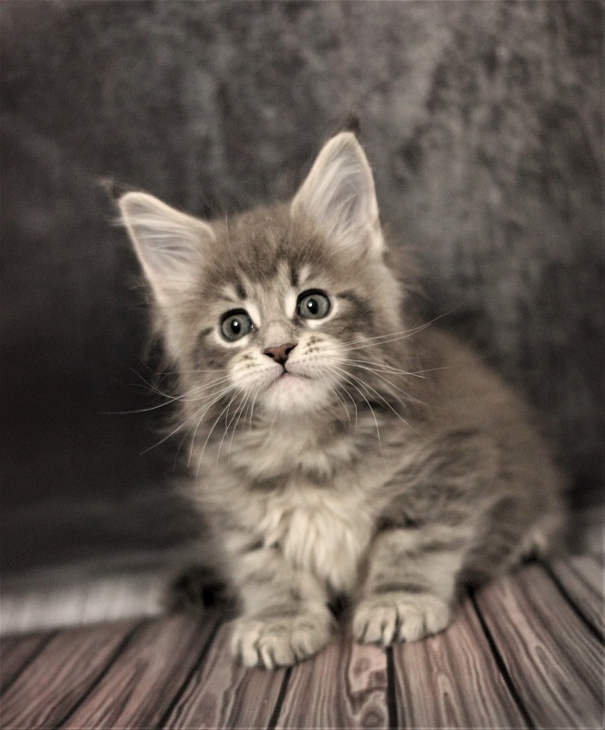 Monterini Tinni - Кошеня мейн-кун 1 місяць 2,5 тижні