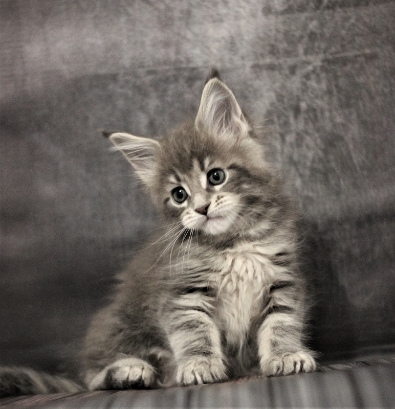 Monterini Tinni - Кошеня мейн-кун 1 місяць 2,5 тижні