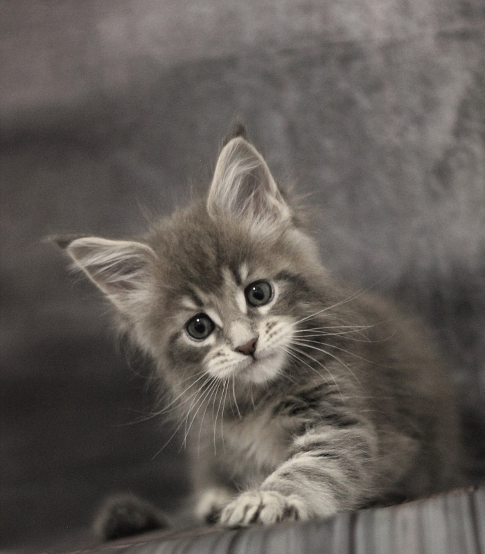 Monterini Tinni - Кошеня мейн-кун 1 місяць 2,5 тижні