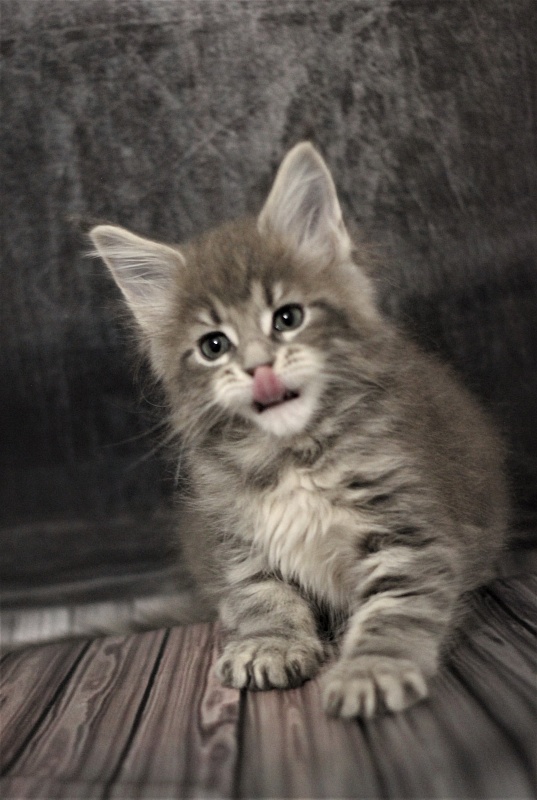 Monterini Tinni - Кошеня мейн-кун 1 місяць 2,5 тижні