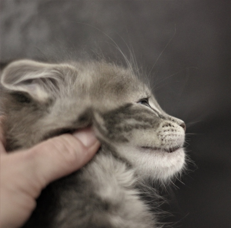 Monterini Tinni - Кошеня мейн-кун 1 місяць 2,5 тижні