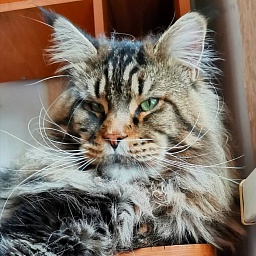 Odissey Wood-Hollywood