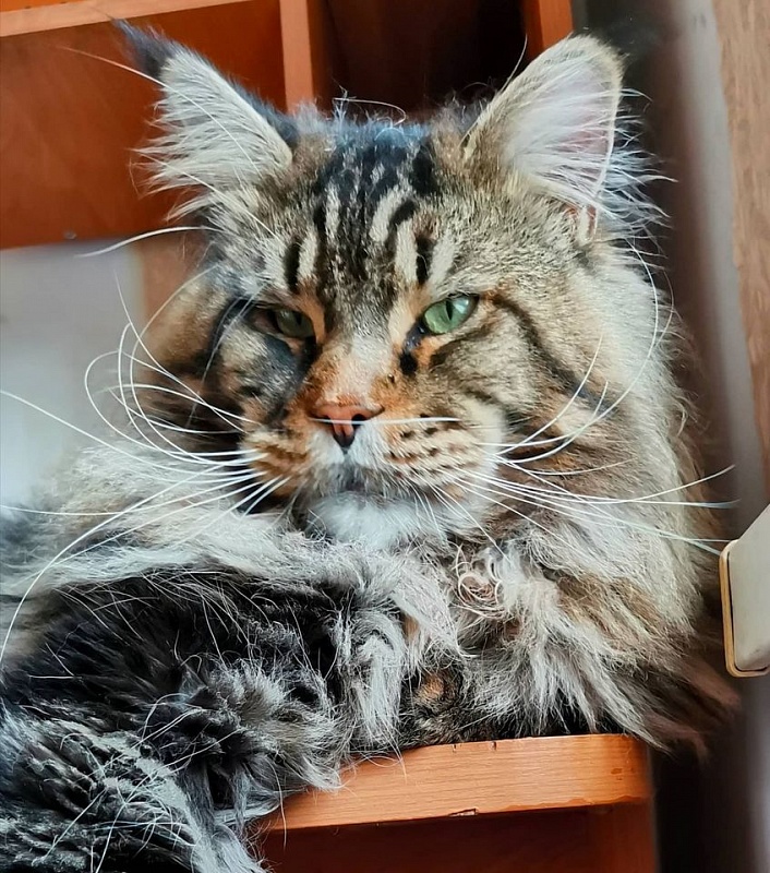 Odissey Wood-Hollywood - maine-coon