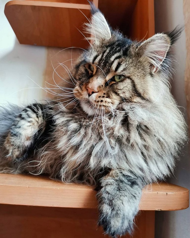 Odissey Wood-Hollywood - maine-coon