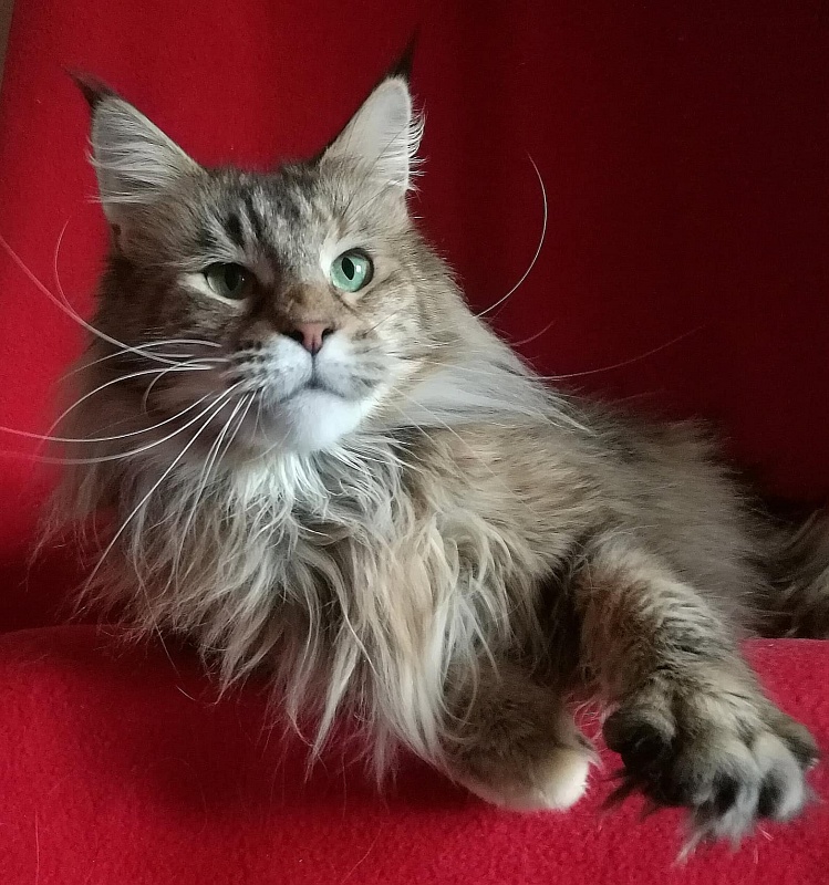 Rassa Uralridge - maine-coon