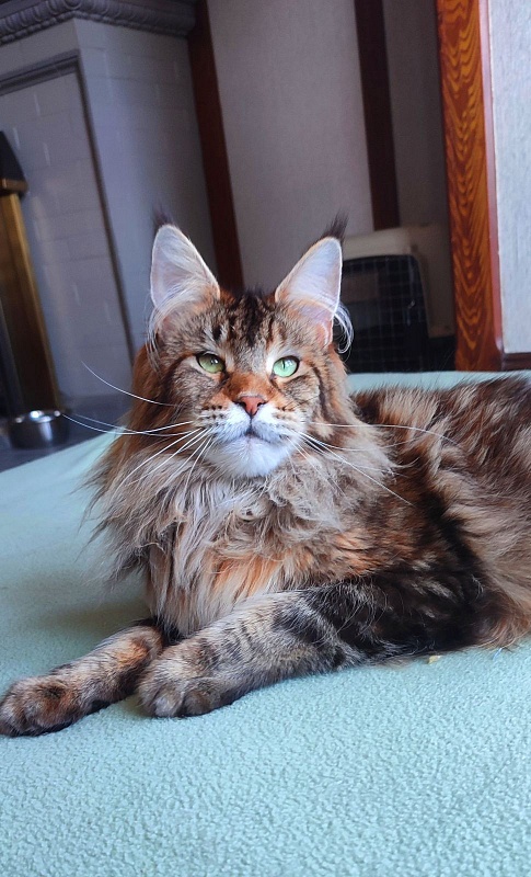 Wood-Hollywood Penelope - Adult maine-coon 2 years 9 months 1 week