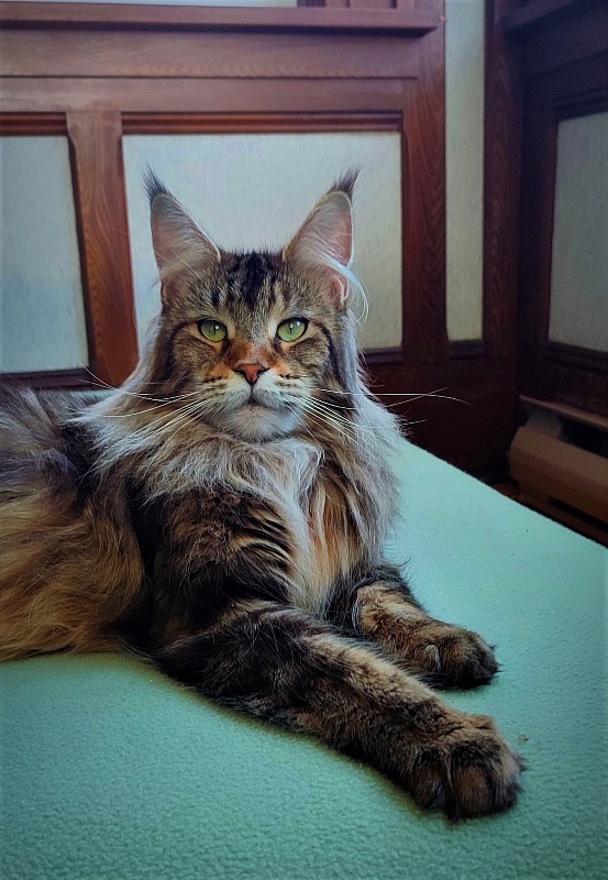 Wood-Hollywood Penelope - Adult maine-coon 2 years 9 months 1 week