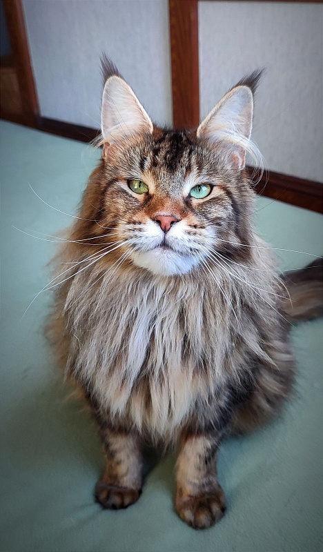 Wood-Hollywood Penelope - Adult maine-coon 2 years 9 months 1 week