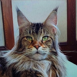 Wood-Hollywood Penelope