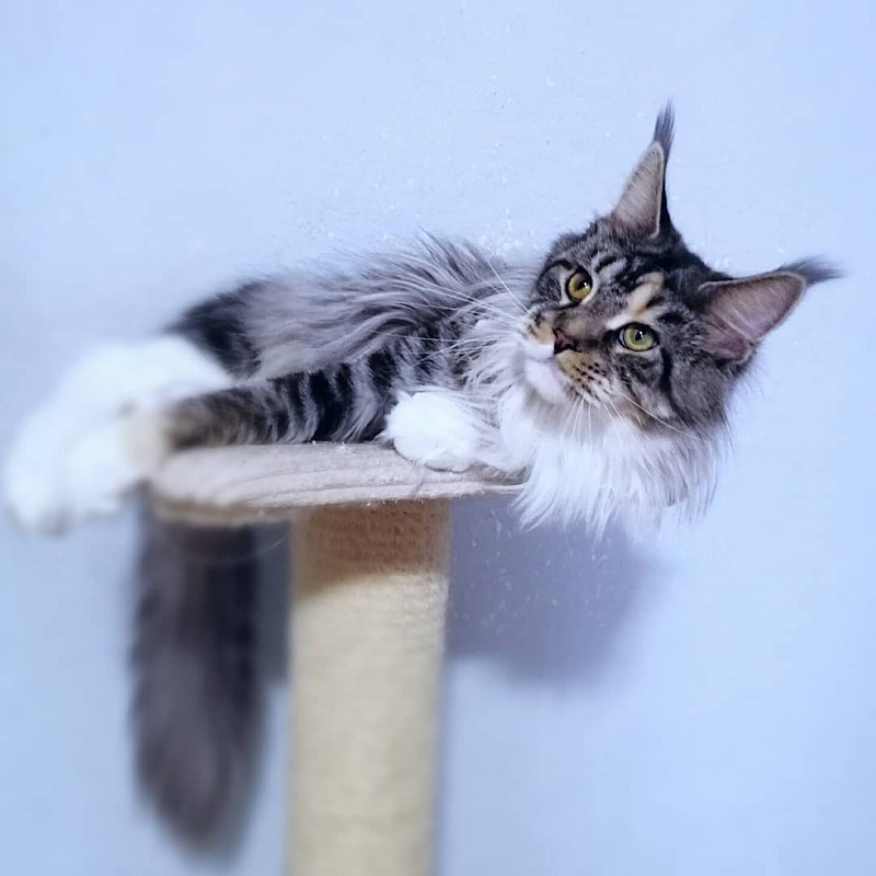 Sim-Sim My Fairy King - maine-coon