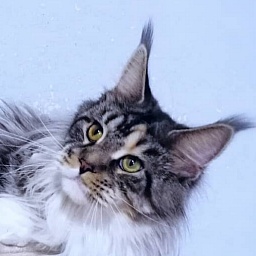 Sim-Sim My Fairy King