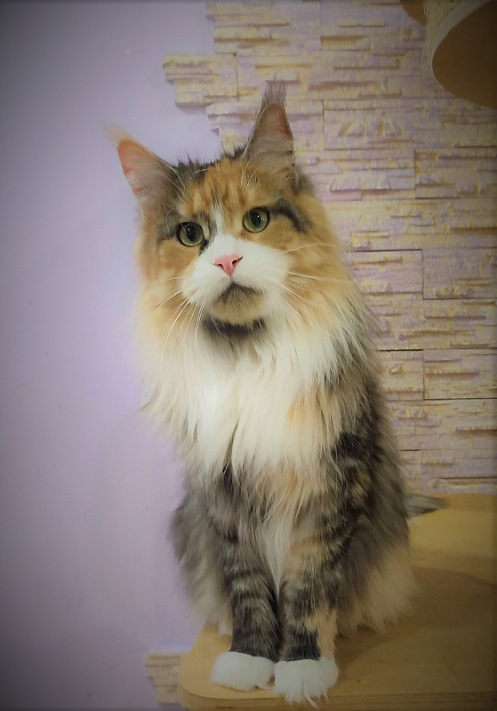 Ulla My Fairy King - Adult maine-coon 1 year 11 months 1.5 week
