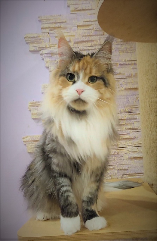 Ulla My Fairy King - Adult maine-coon 1 year 11 months 1.5 week