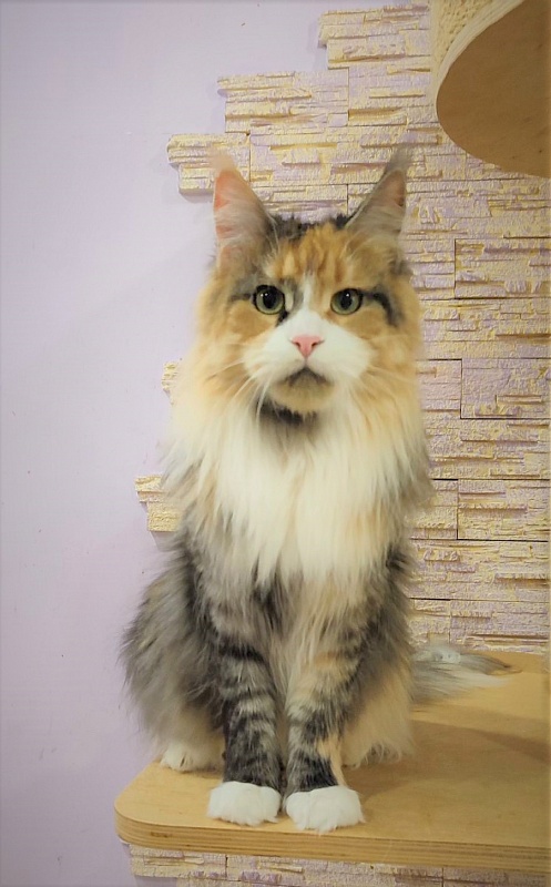 Ulla My Fairy King - Adult maine-coon 1 year 11 months 1.5 week