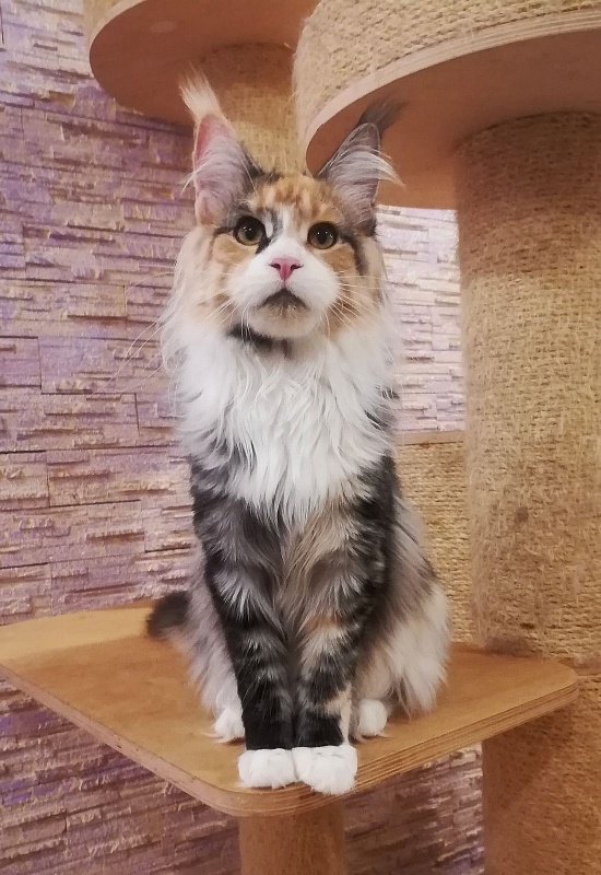 Ulla My Fairy King - maine-coon