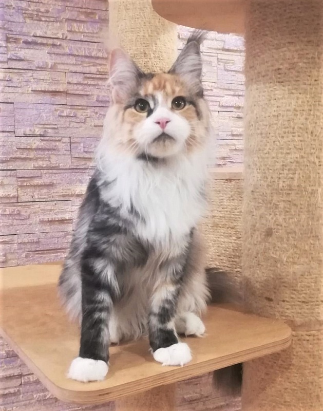 Ulla My Fairy King - Kitten maine-coon 6 months 1 week