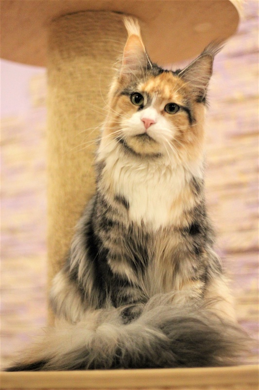 Ulla My Fairy King - Adult maine-coon 10 months