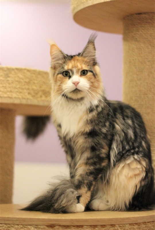 Ulla My Fairy King - Adult maine-coon 10 months