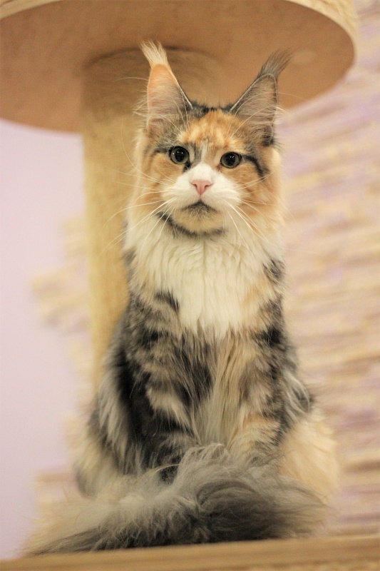 Ulla My Fairy King - Adult maine-coon 10 months