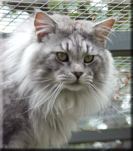 Koontucky D'Artagnon of Savincoon - maine-coon