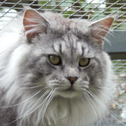 Koontucky D'Artagnon of Savincoon