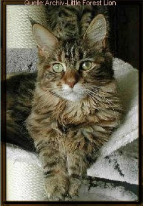 Sebasco GoGo - мейн-кун