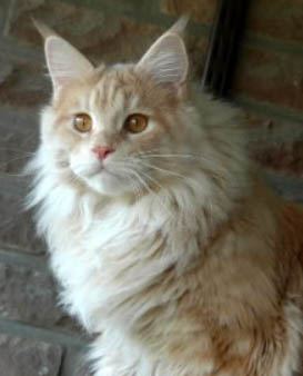 Savincoon Metaxa - maine-coon