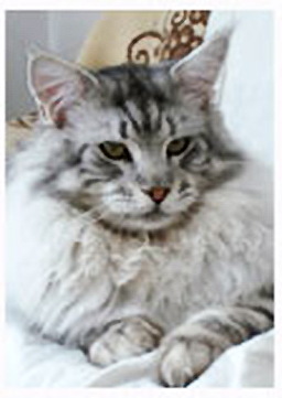 Super-Star Silverado - мейн-кун