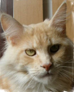 Quincy of Magic Cottage - мейн-кун