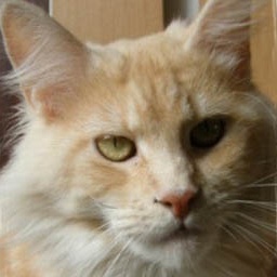 Quincy of Magic Cottage