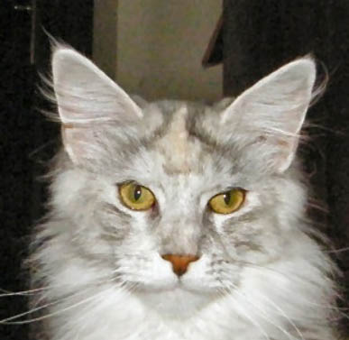 Multicoon Fancy Nancy - maine-coon