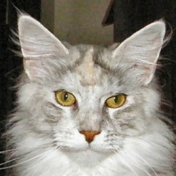 Multicoon Fancy Nancy