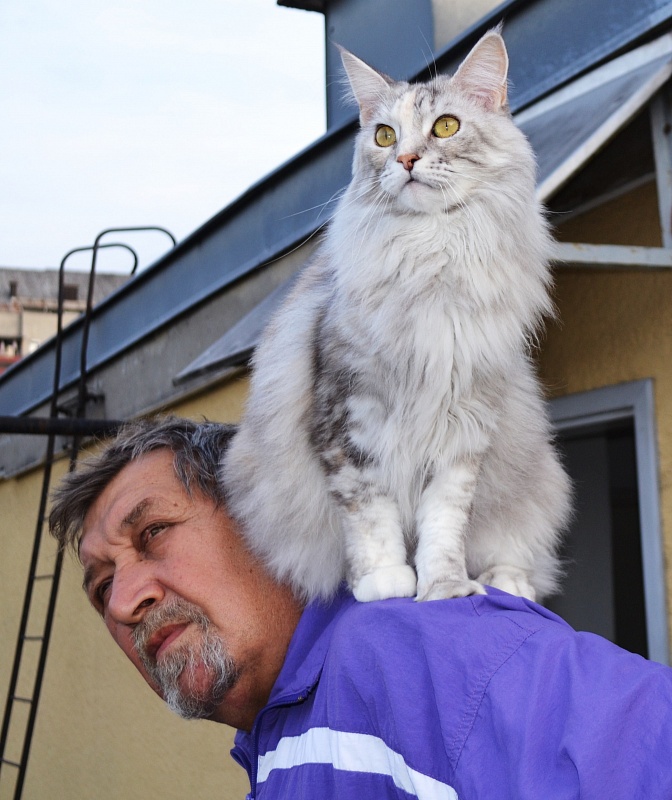 Multicoon Ulla - Adult maine-coon 4 years 2 months