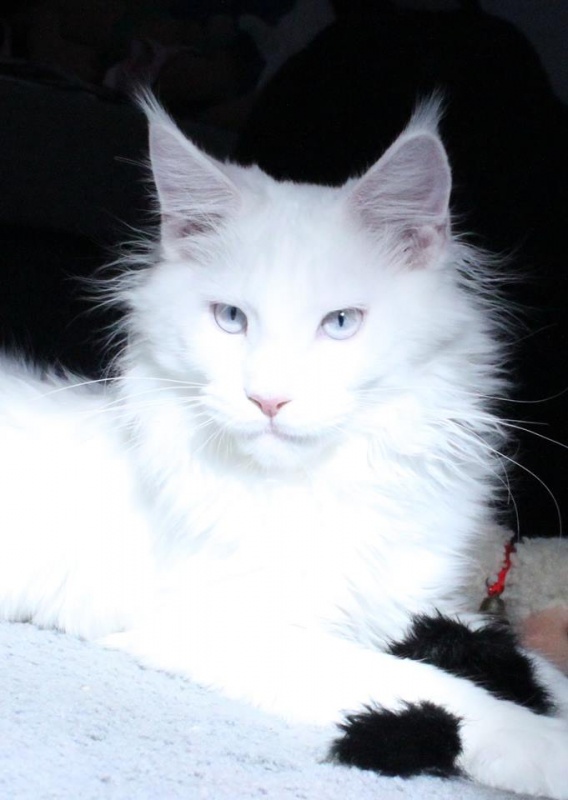 MyPaws Arctic Ice Breaker - мейн-кун