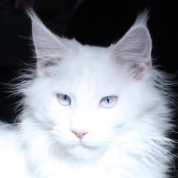 MyPaws Arctic Ice Breaker