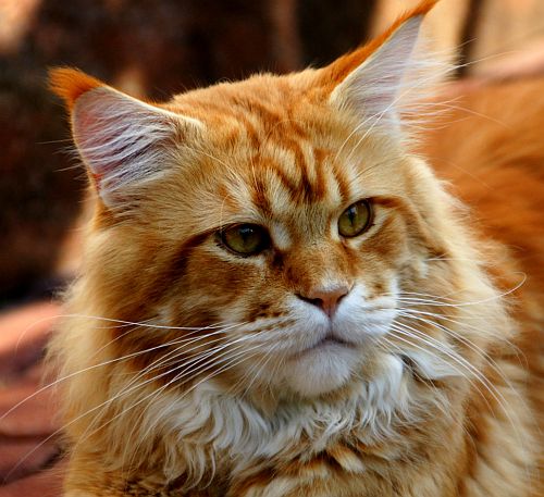 Gittaras MC Haribo - Adult maine-coon 1 year 5 months 0.5 weeks