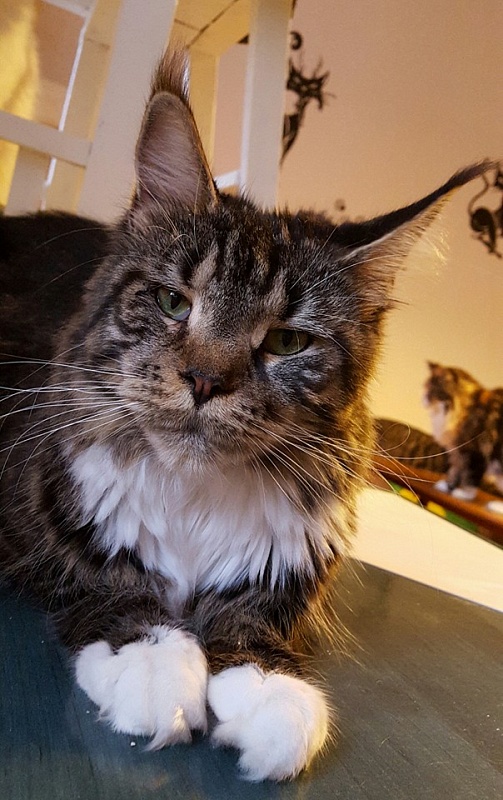 Ceres Velvet Rose - maine-coon