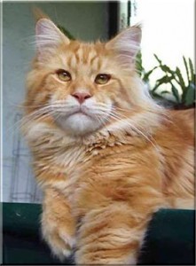 Thundercats Tin Pan Alley - maine-coon